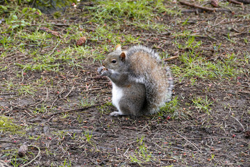 Portrait of an adorable Squirrel munching on a little snack.