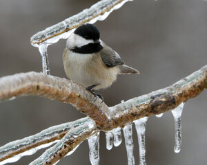 Chickadee on icy branch during an ice storm
