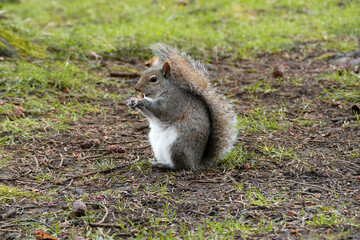 Portrait of an adorable Squirrel munching on a little snack.