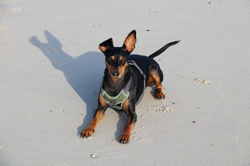Deutscher Pinscher am Strand / German Pinscher at the beach