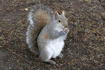 Portrait of an adorable Squirrel munching on a little snack.