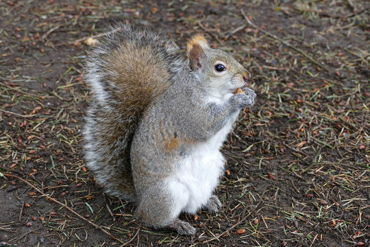 Portrait of an adorable Squirrel munching on a little snack.