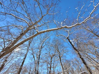 Fototapeta na wymiar Snow-Covered Trees against Bright Blue Sky in Sunlight