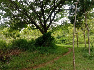 Fototapeta premium Forest