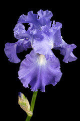 Violet flower of iris, isolated on black background