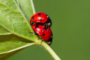 seven-spot ladybird on leaf in nature