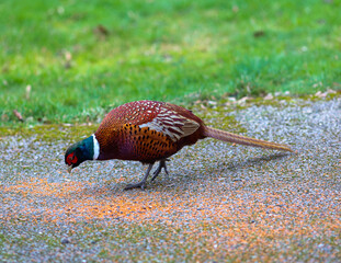 Fototapeta na wymiar pheasant on the grass