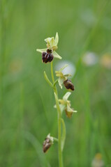 Ophrys araignée