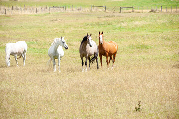 Naklejka na ściany i meble Horses grassing in the meadow.