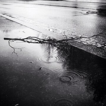 Dry Branch On Wet Street During Monsoon