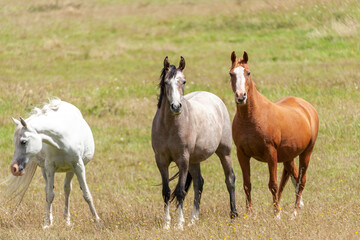 Obraz na płótnie Canvas Horses grassing in the meadow.