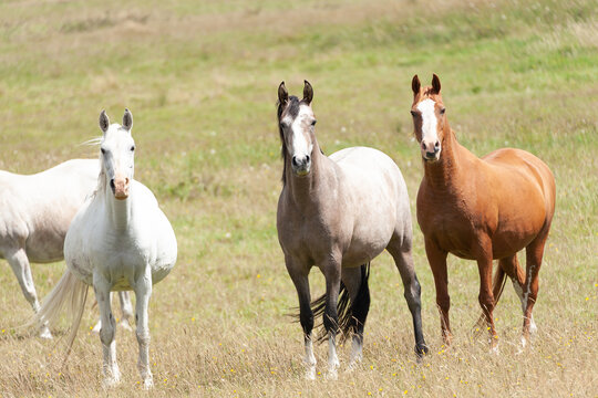 Horses grassing in the meadow.