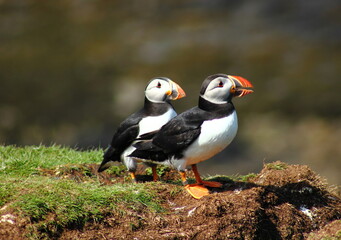 Common Puffins, Island of Lunga, West coast of Scotland, 19th July 2015.