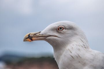 Beautiful seagull