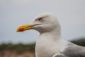 Beautiful seagull