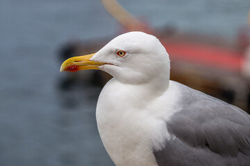 Beautiful seagull