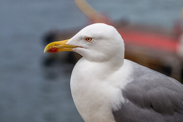 Beautiful seagull