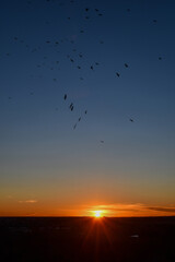 Birds flying over the golden sunset in the city. Selective focus.