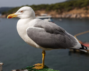 Beautiful seagull
