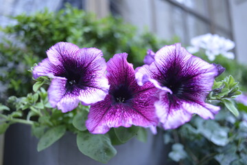 purple bell-shaped flowers