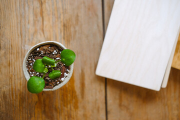 Notebooks with a wooden cover lie on the table with a green flower