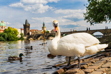 Prague. Image of Charles Bridge in Prague with couple of swans in the foreground.