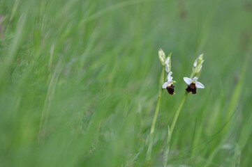 Ophrys bourdon