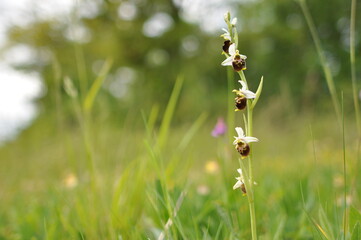 Ophrys bourdon