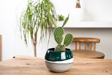 cactus and succulent in handmade ceramic pots on a wooden table in a livingroom cactus and succulent in handmade ceramic pots on a wooden table in a living room
