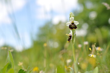 Ophrys bourdon