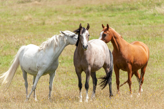 Horses grassing in the meadow.