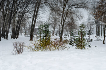 Small fir-tree trees in the winter park