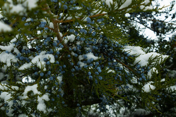 green paws of branches hang from top to bottom, and against the background of a landscape of winter forest