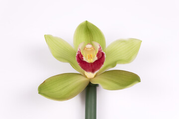 open green orchid lies on a white surface