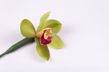 Obraz premium on a white surface lies a green orchid with a lilac core
