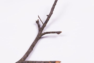a branch with four small tines lies diagonally
