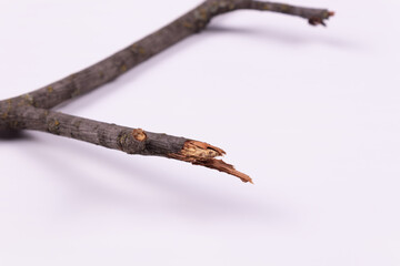 a close-up view of a broken branch, and in the background a larger branch, which is its base