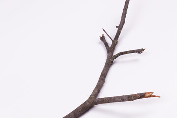 a branch with four tines lies on a white surface
