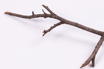 a branch with many branches lies on a white surface