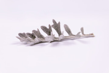 side view of gray and white leaf on white surface