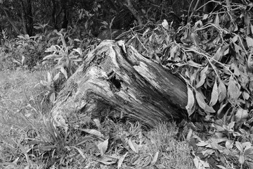 roots in the forest