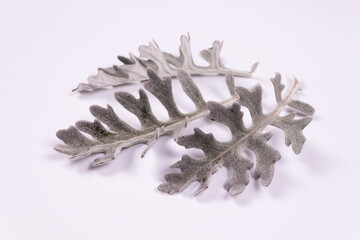 top and side view of three gray and white leaves lying on a white surface