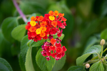 red and yellow flowers