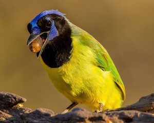 Green Jay with acorn in beak