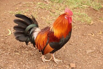 rooster in the yard