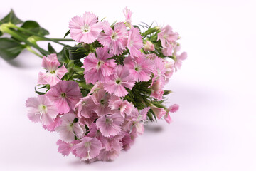 many small pink flowers are collected in a bouquet