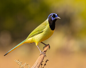 Green Jay on tree limb
