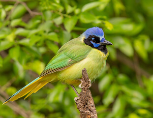 Fototapeta premium Green Jay on limb