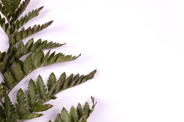 several stems with green leaves on the left side of the frame