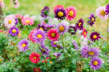 Close-up of purple and pink chrysanthemums in green leaves in a vegetable garden.
